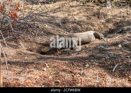 Komodo Drachen in einer Höhle im Boden, Sunda Inseln, Indonesien Stockfoto