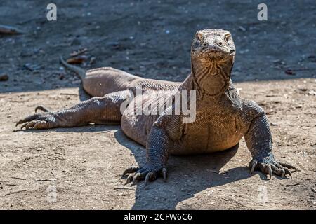 Komodo-Drache auf der Jagd, Sunda-Inseln, Indonesien Stockfoto