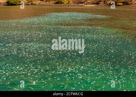Ein Schwarm von Sardellen springt in großer Zahl vor der Küste von Komodo, Ost-Nusa-Tenggara, Indonesien, aus dem Wasser. Dies deutet auf das Vorhandensein von Raubfischen hin Stockfoto