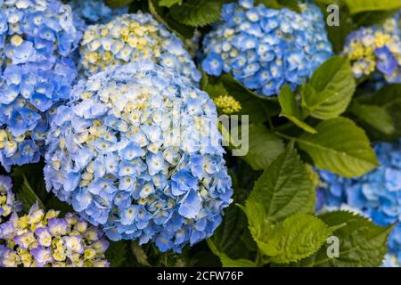 Blaue und weiße Hortensien auf den Azoren. Azoren. Portugal. Blaue Hortensien von den Azoren Stockfoto