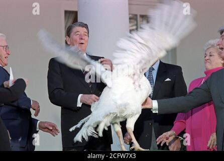 11/23/1987 Festakt zum 40 Thanksgiving Truthahn aus nationalen Türkei Vereinigung in Rose Garden Türkei versuchen, weg zu fliegen, erhalten Stockfoto