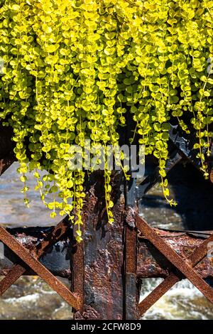 Rostiger Metallzaun mit grünlicher, gelblicher Pflanze, die oben hängt Stockfoto