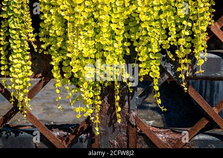 Rostiger Zaun kontrastiert mit hellem Pflanzenüberhang Stockfoto
