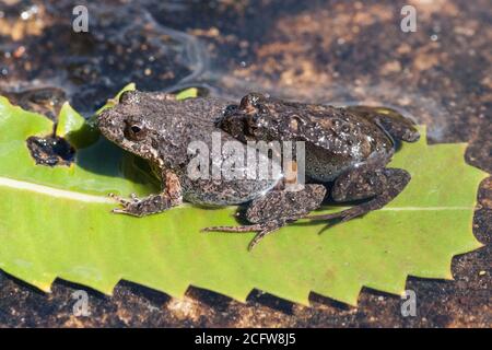 Paar amplexierende Osterfroglets Stockfoto