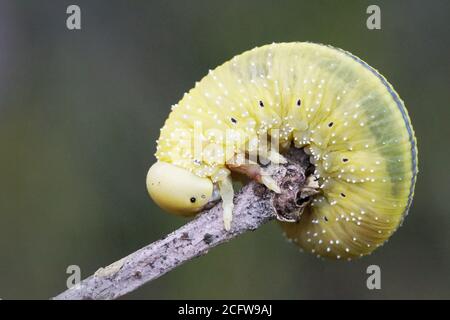 Gelbe Raupe - Makro Stockfoto