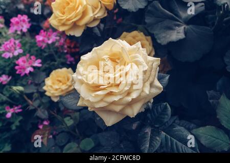 Blühende cremig gelbe Rose und rosa blühende Blumen auf dem Hintergrund Stockfoto