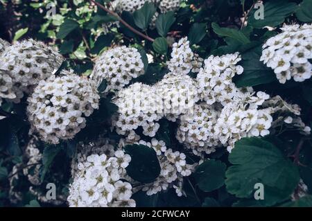 Nahaufnahme der Spiraea Vanhouttei blüht in der Spingtime Stockfoto