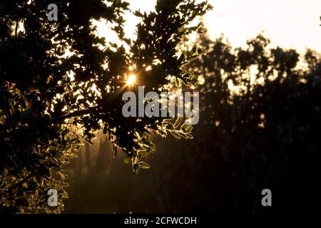Abendsonne scheint durch Eichenblätter. Stockfoto