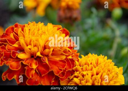 Schöne orange Ringelblume Blume, Tagetes erecta im Sommergarten. Macrophoto von orangen Blumen auf grünem unscharfem Hintergrund, selektiver Fokus Stockfoto