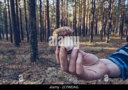 Mann hält frisch geschnitten und niedlichen kleinen Boletus mit Nadelholz Wald im Hintergrund Stockfoto