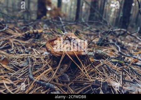 Verwelkte und alte gelbe Steinpilze, die auf dem Boden voll wachsen Von Kiefernnadeln Stockfoto