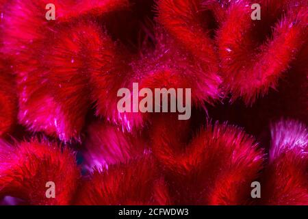 Makroaufnahme der welligen Irideszenz einer Hahnenkombblüte oder Celosia (Celosia argentea) Stockfoto