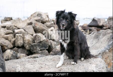 Border Collie Stockfoto