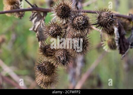 Arctium minus, kleine Klette getrocknete Blüten Nahaufnahme selektiver Fokus Stockfoto