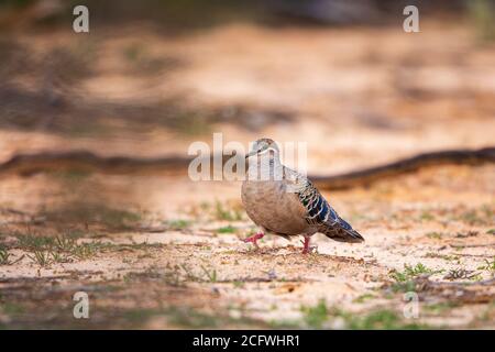 Ein gewöhnlicher Bronzeau (Phaps chalcoptera). Eine mittelgroße, stark gebaute Taube mit grünen, blauen und roten Flecken im Flügel. Stockfoto