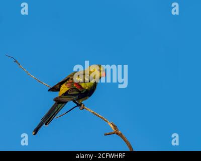 Regent Papagei (Polytelis anthopeplus). Es ist ein schmaler Papagei mit einem langen, dunkel verjüngenden Schwanz und zurück gefegten Flügeln. Stockfoto