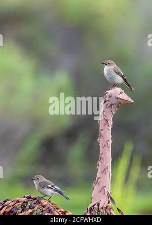 Weiblicher Flammenkehlchen (Petroica phoenicea) Stockfoto
