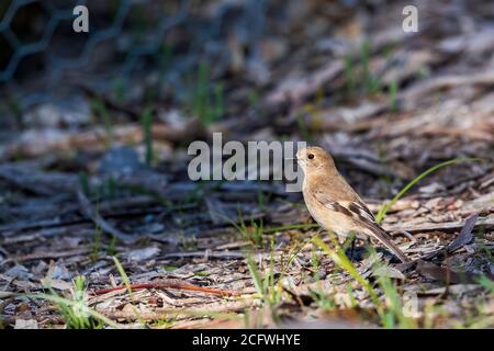 Weiblicher Flammenkehlchen (Petroica phoenicea) Stockfoto