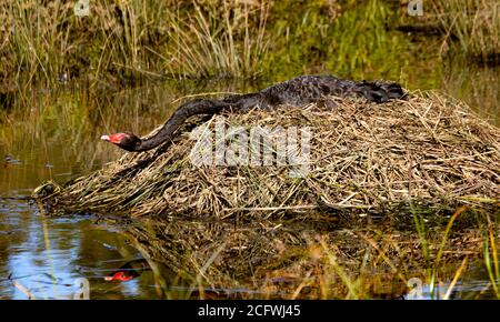 Federweibchen Black Swan auf dem Nest streckte ihren Hals aus und trank Wasser vom Isabella Pond in Canberra, Australiens Nationalhauptstadt Stockfoto