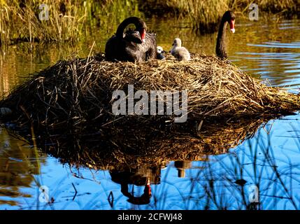 Federweibchen Schwarzer Schwan auf Nest mit zwei Cygnets, die vom männlichen Cob Schwarzer Schwan am Isabella Pond in Canberra, Australiens Nationalhauptstadt, genau beobachtet werden Stockfoto