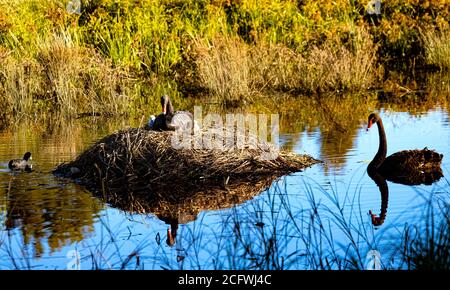 Federweibchen Black Swan sitzt auf Nest mit zwei neu Geschlüpfte Cygnets, die vom männlichen Cob Black Swan auf beobachtet werden Isabella Pond in Canberra Australien Stockfoto