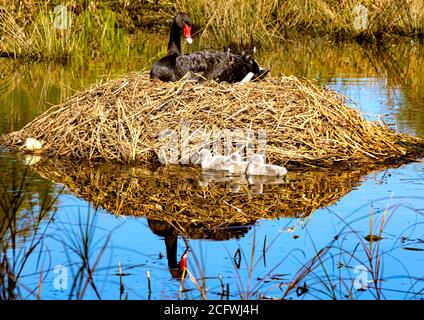 Das Weibchen Black Swan sitzt auf dem Nest, während ihre drei frisch geschlüpften Cygnets ihr erstes Bad auf dem Isabella Pond in Canberra, Australiens Nationalhauptstadt, nehmen Stockfoto