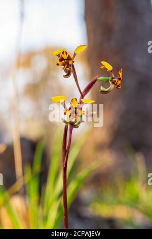 Die Leopardenorchidee (Diuris Pardina) Ist eine terrestrische Orchideenart, die Gruppen von Gelb produziert Blüten mit zahlreichen rötlich-braunen Flecken Stockfoto