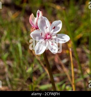 Die Milchmädchenblüten (Burchadia umbellata) werden auf einem schlanken Stiel gehalten. Die weißen Blüten haben 6 Blütenblätter mit einem rosa Zentrum. Stockfoto