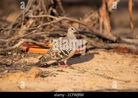 Ein gewöhnlicher Bronzeau (Phaps chalcoptera). Eine mittelgroße, stark gebaute Taube mit grünen, blauen und roten Flecken im Flügel. Stockfoto