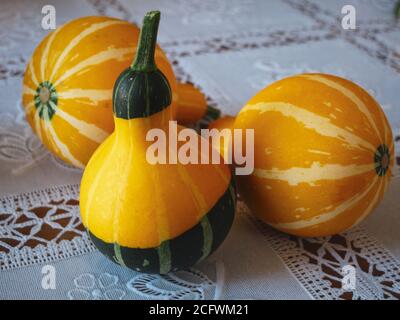 Eine gelbe und grüne Flaschengusenpflanze (youtan) auf einem Tisch mit weißem Tischtuch im ländlichen Japan Stockfoto