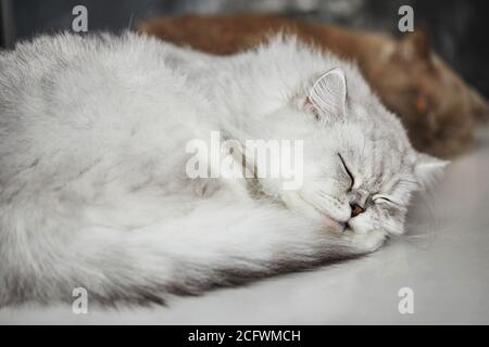 Die Katze der weißen Färbung britische Rasse schläft auf einem weißen Hintergrund. Stockfoto