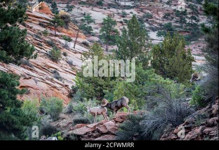 Zwei Dickhornschafe in einer felsigen Wüstenlandschaft mit Pflanzen Am frühen Morgen im Zion National Park Stockfoto