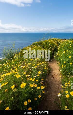 Ein Küstenwanderweg, umgeben von gelben und weißen Wildblumen, die blühen und das Meer im Hintergrund und Wolken am Himmel. Stockfoto