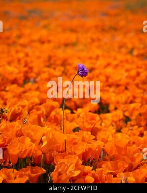 Eine einfarbige violette Blume inmitten eines Gartens mit orangefarbenen Mohnblumen Schwankt in der Morgensonne in Kalifornien Stockfoto