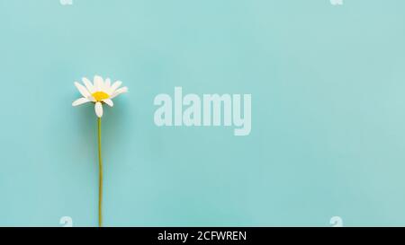 Feld Gänseblümchen Blumen auf blauem Hintergrund. Speicherplatz kopieren. Minimalkonzept. Stockfoto