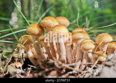 Der Honigpilz (Armillaria mellea) wächst am Boden in einem Laub-Nadelwald. Eine Gruppe von essbaren Stumpf Pilz. Makro Stockfoto