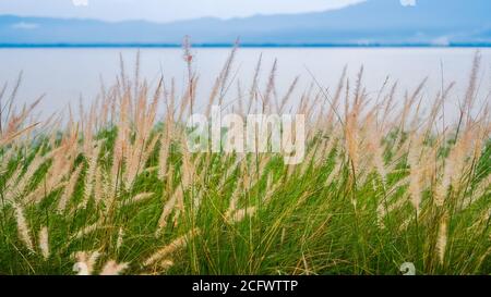 Brunnengras, Zwergfontangras, Fuchsenschwanzgras, Sumpffuchsschwanzgras (Pennisetum setaceum oder Pennisetum alopecuroides) blüht in der Stockfoto