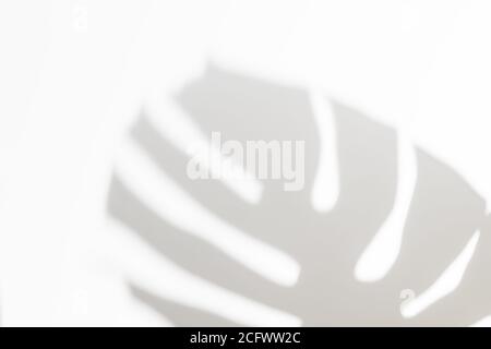Abstrakt weiß sauber Hintergrund mit Schatten von Palmen oder Monstera Blätter. Überlagerung von Grauschattenfotos. Tropische Baumblätter. Schwarz und weiß verschwommener Scheitelpunkt Stockfoto