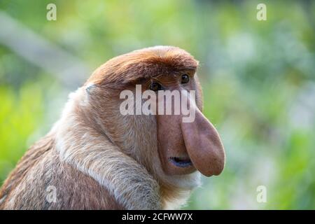 Wilder Proboscis-Affe oder Nasalis larvatus, im Regenwald der Insel Borneo, Malaysia, in der Nähe Stockfoto