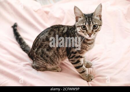 Grau gestreifte tabby Kätzchen spielen auf dem Bett. Junge kurzhaarige Katze, die auf einem rosa Karo liegt Stockfoto