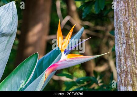 Paradiesvogel Blume Strelitzia Reginae Blumen Pflanzen in Kirstenbosch, Kapstadt. Stockfoto