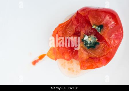 Verfaulte Tomate von Pilzen und Schimmel auf weißem Hintergrund verdorben. Ungeeignete Lagerung von Gemüse. Stockfoto