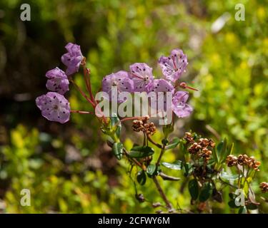 Alpine Laurel (Kalmia microphylla), auf dem Gipfel der Oregon Cascades Stockfoto