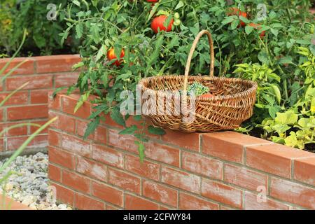 Ein moderner Gemüsegarten mit erhöhten Briks Betten. .Hochbetten Gartenarbeit in einem städtischen Garten Pflanzen Kräuter Gewürze Beeren und Gemüse Stockfoto