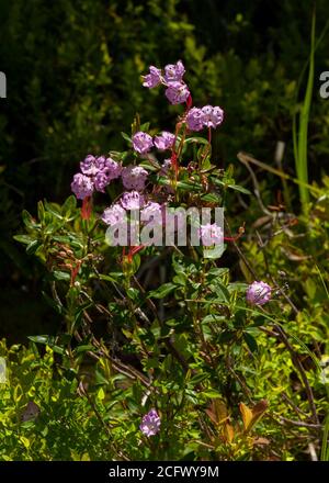 Alpine Laurel (Kalmia microphylla), auf dem Gipfel der Oregon Cascades Stockfoto