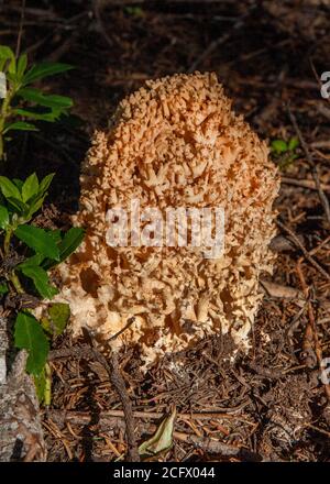 Eine Art Korallenkilz, möglicherweise der Blumenkohlpilz (Sparassis crispa aka S. Radicata), der neben dem Pacific Crest Trail wächst Stockfoto