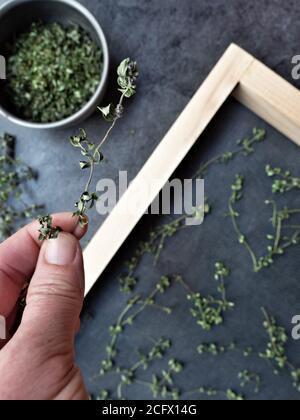 Getrocknete Thymen in Metallschüssel und auf dem Sieb in Holzrahmen verteilen. Die Hand der Frau hält Blätter von Thymian. Overhead-Aufnahme. Stockfoto