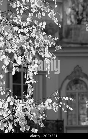 Schwarz-Weiß-Konzept eines Herbstbirkenzweiges im Sonnenlicht der Herbstsaison vertikale Ausrichtung (Tsarskoye Selo, Sankt Petersburg) Stockfoto