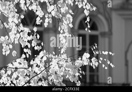 Schwarz-Weiß-Konzept eines Herbstbirkenzweiges im Sonnenlicht der Herbstsaison (Tsarskoye Selo, Sankt Petersburg) Stockfoto