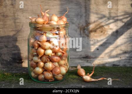 Kleine Pflanzzzzwiebel setzt sich vor dem Pflanzen im Frühjahr in eine Dose. Stockfoto